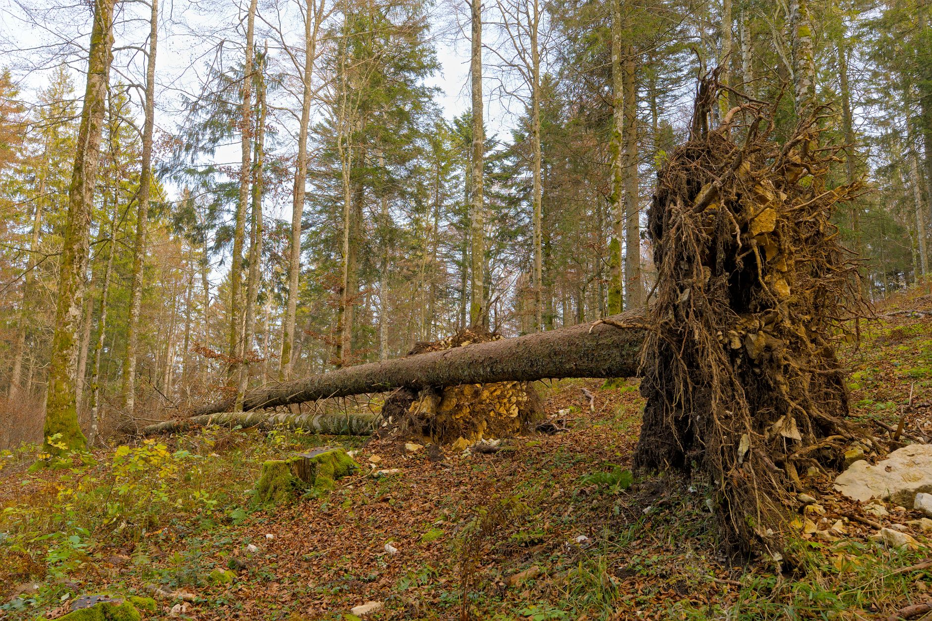 Enlèvement arbre urgence à Martigues